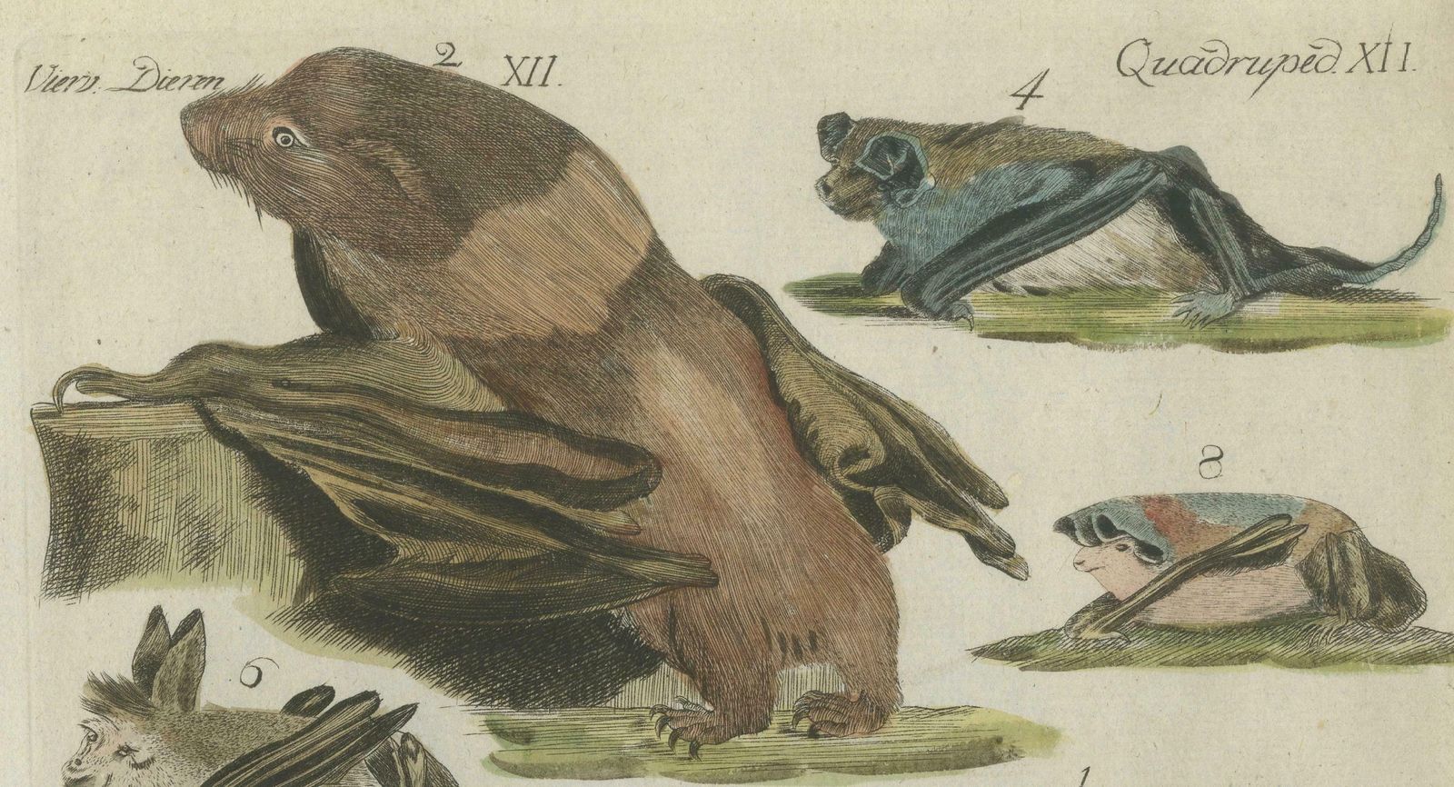 Hand Colored Antique Print Of Flying Foxes And Bats, Circa 1820 photo Art