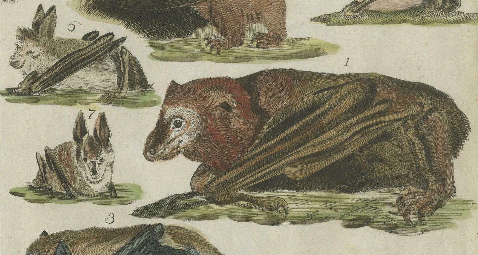 Hand Colored Antique Print Of Flying Foxes And Bats, Circa 1820 photo vinterior