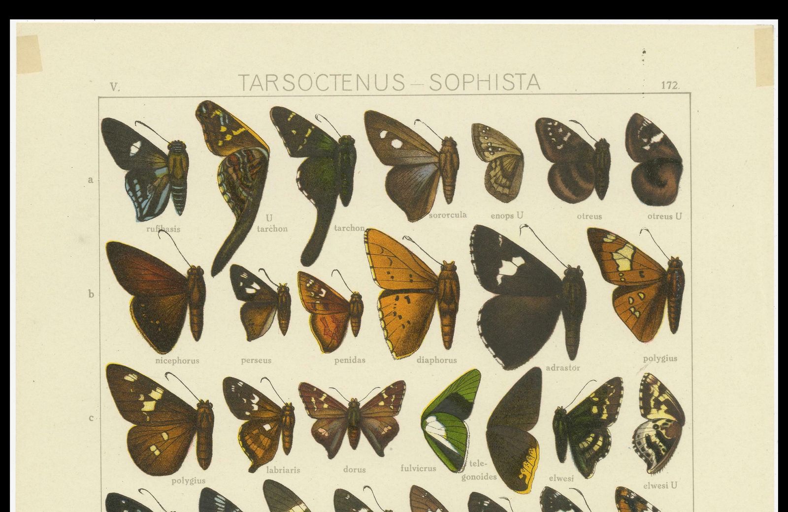 Set Of 2 Antique Prints Of Butterflies Of Africa And America, Published In 1910 photo 262.0