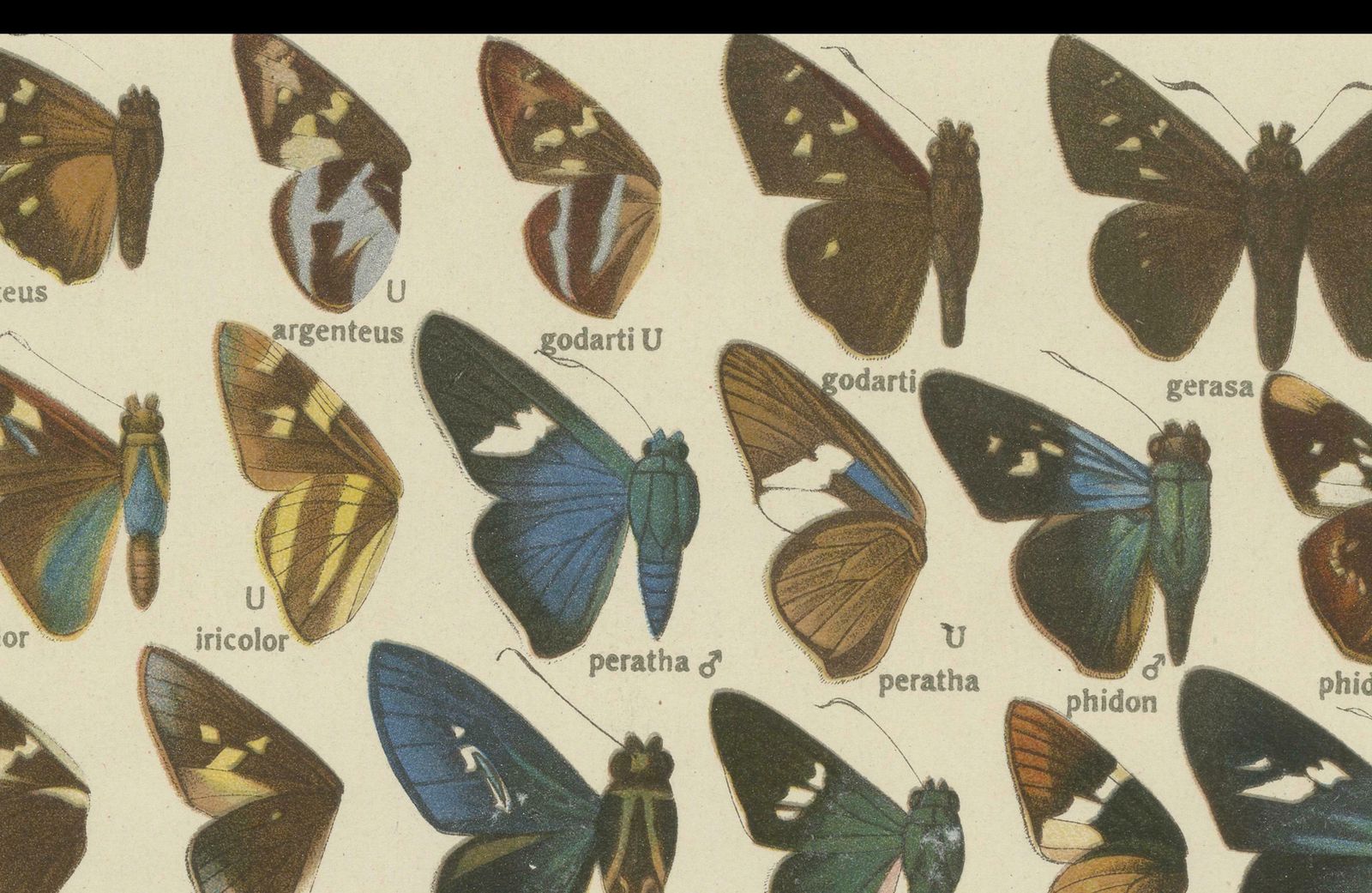 Set Of 2 Antique Prints Of Butterflies Of Africa And America, Published In 1910 photo vintage