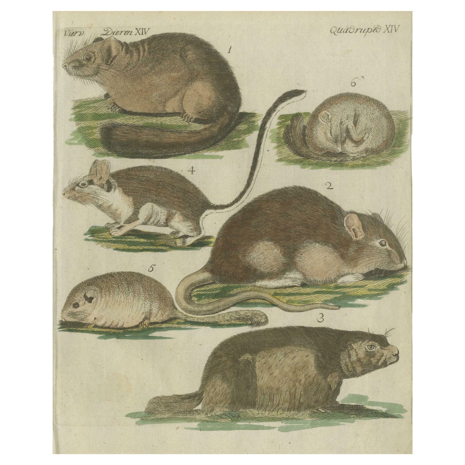 Hand Colored Antique Illustrations Of Various Rodent Like Animals, Circa 1820