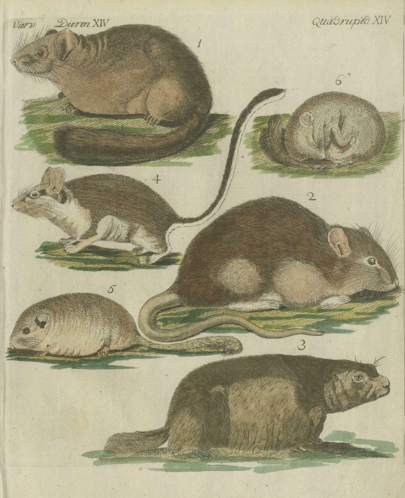 Hand Colored Antique Illustrations Of Various Rodent Like Animals, Circa 1820 photo for sale