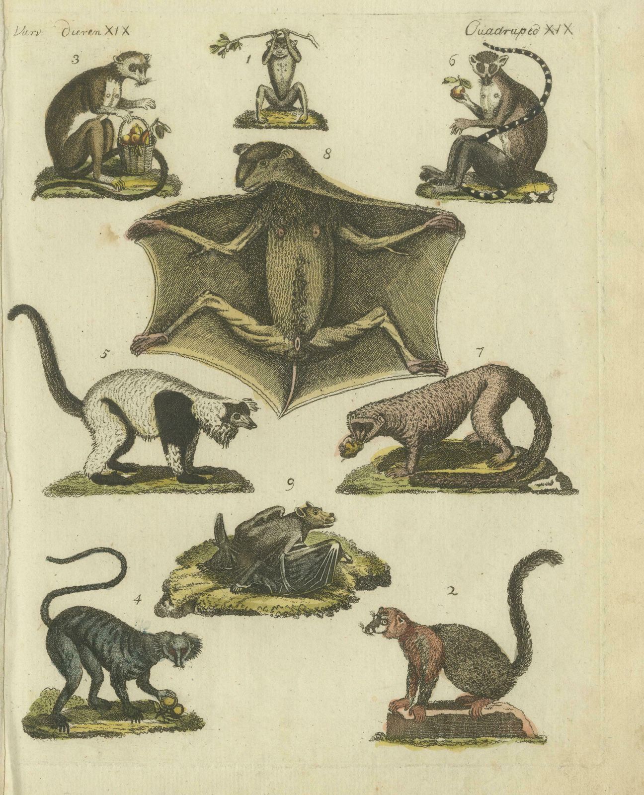 Hand Colored Antique Print Of Lemurs And The Extinct Mauritian Flying Fox, 1820 photo for sale