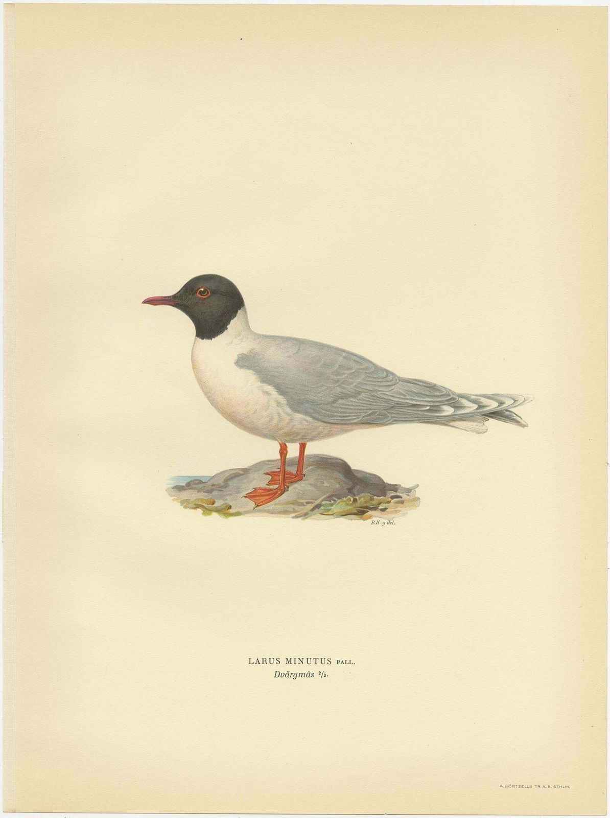 Antique Bird Print Of The Little Gull, Published In Sweden In 1929 photo furniture