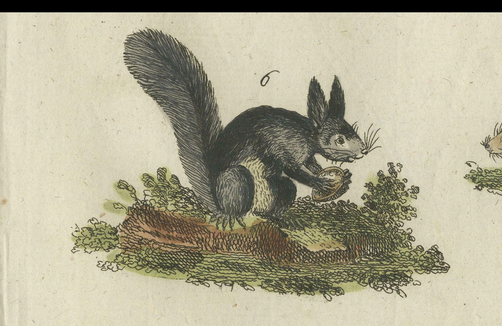 Antique Print Of Otters, Martens, Ermine, A Squirrel And A Beaver, Circa 1820 photo Art
