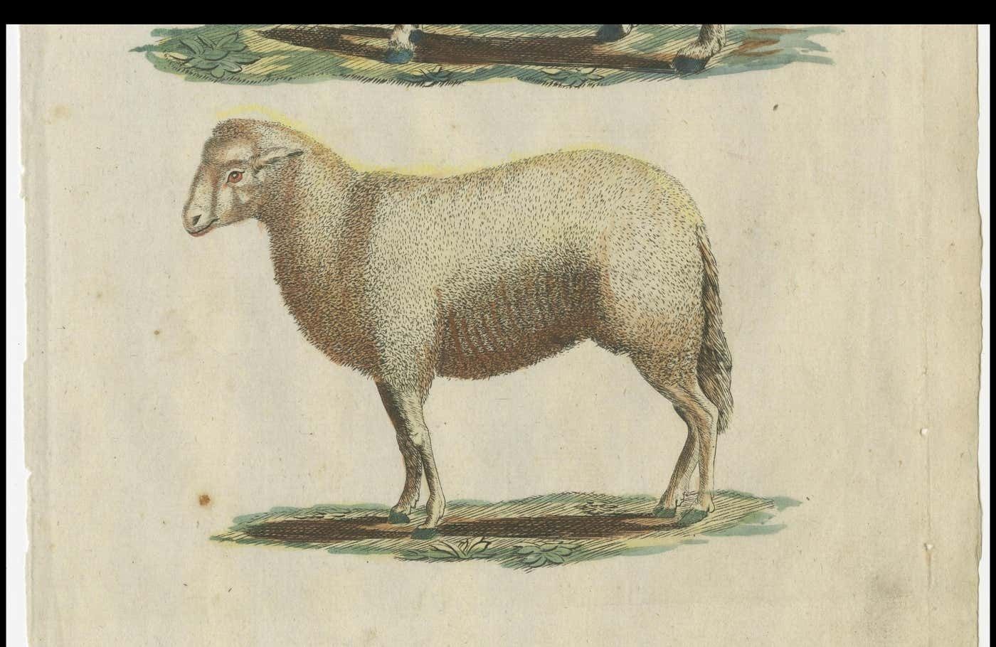 Patina Rich Hand Colored Antique Print Of A Sheep And Ram, Circa 1820 photo furniture