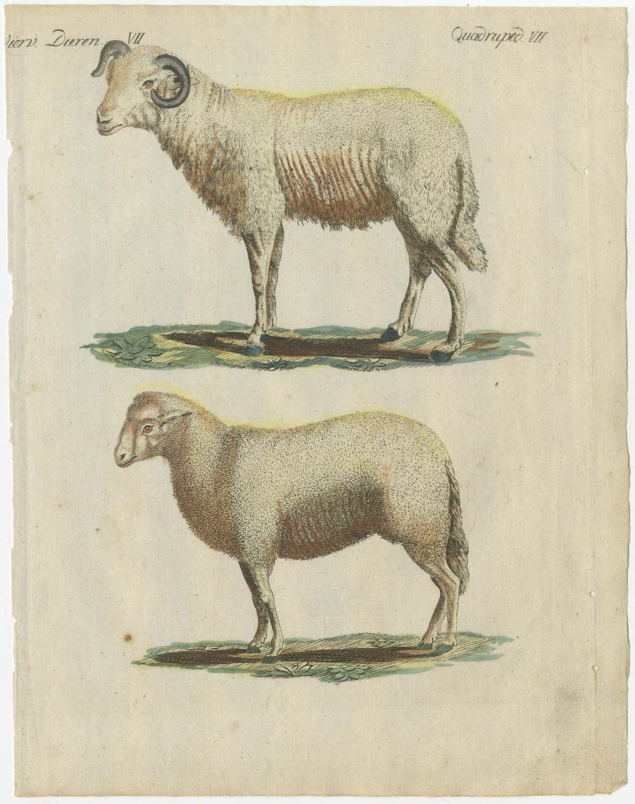 Patina Rich Hand Colored Antique Print Of A Sheep And Ram, Circa 1820 photo for sale