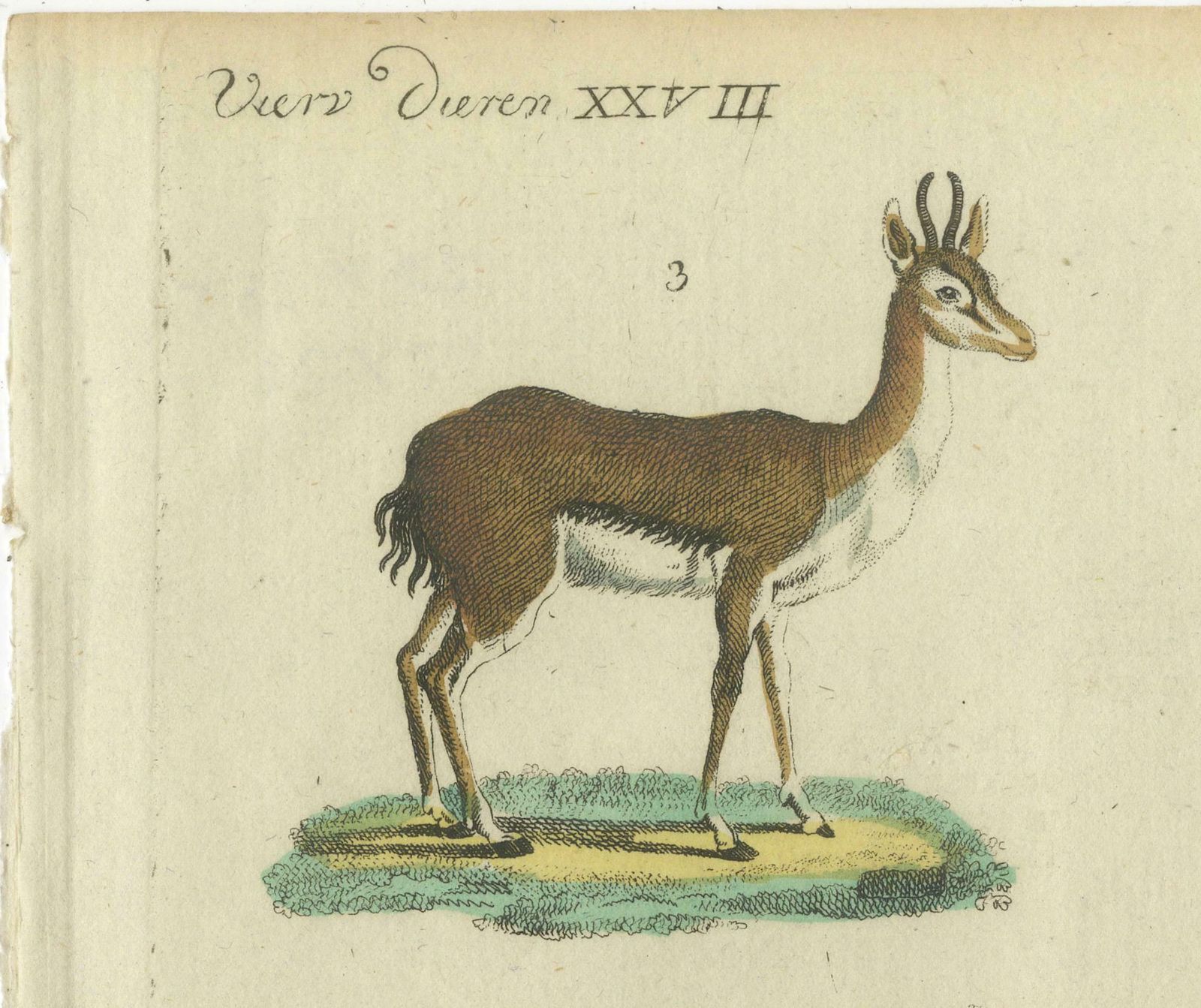 Original Hand Colored Antique Print Of Various Antelope Species, Circa 1820 photo Art