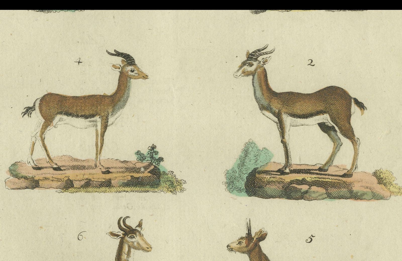 Original Hand Colored Antique Print Of Various Antelope Species, Circa 1820 photo buy