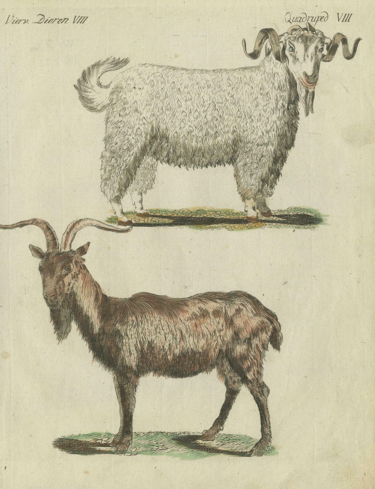 Hand Colored Antique Print Of A Goat And Angora Goat photo for sale