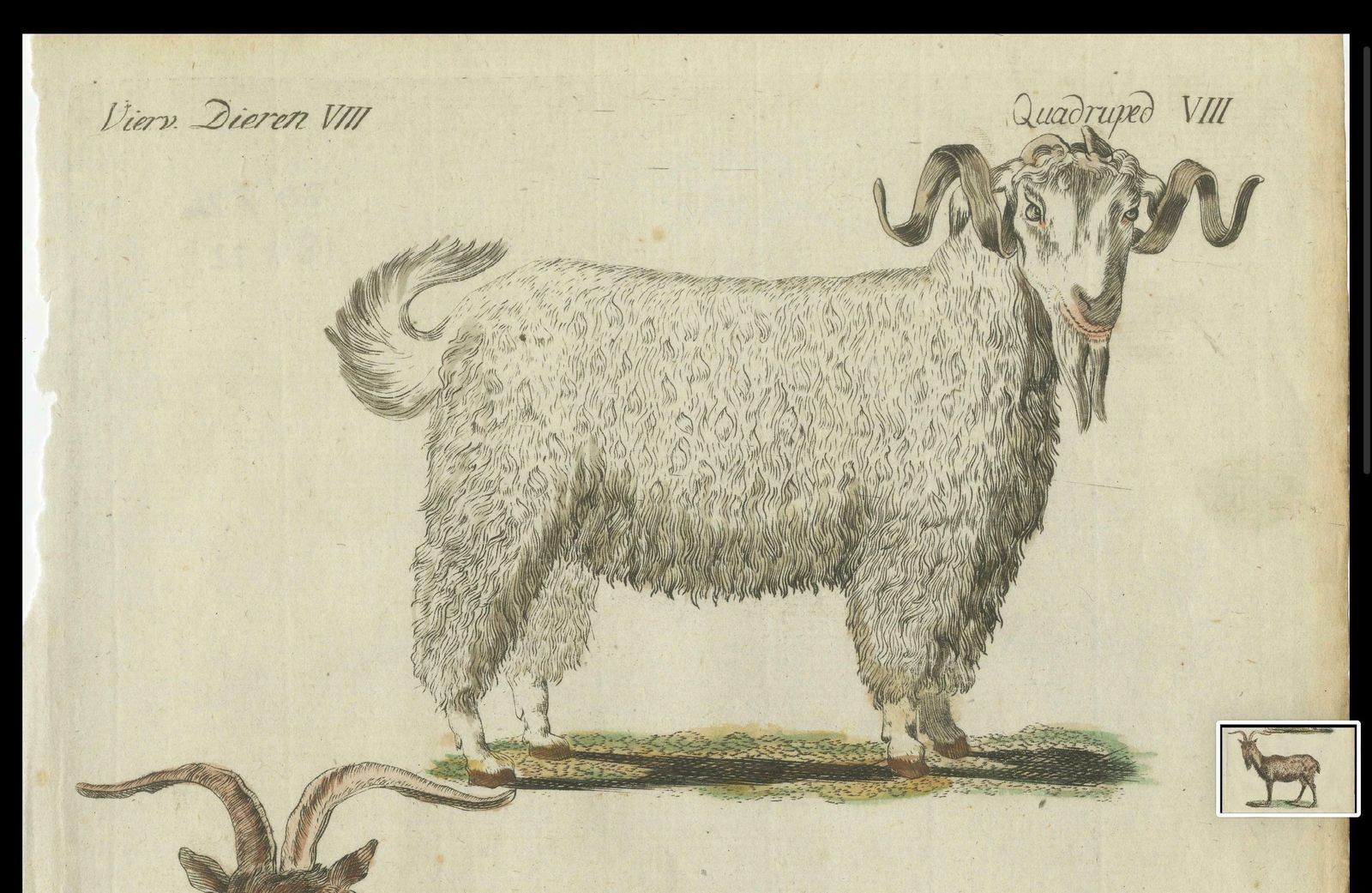 Hand Colored Antique Print Of A Goat And Angora Goat photo Art