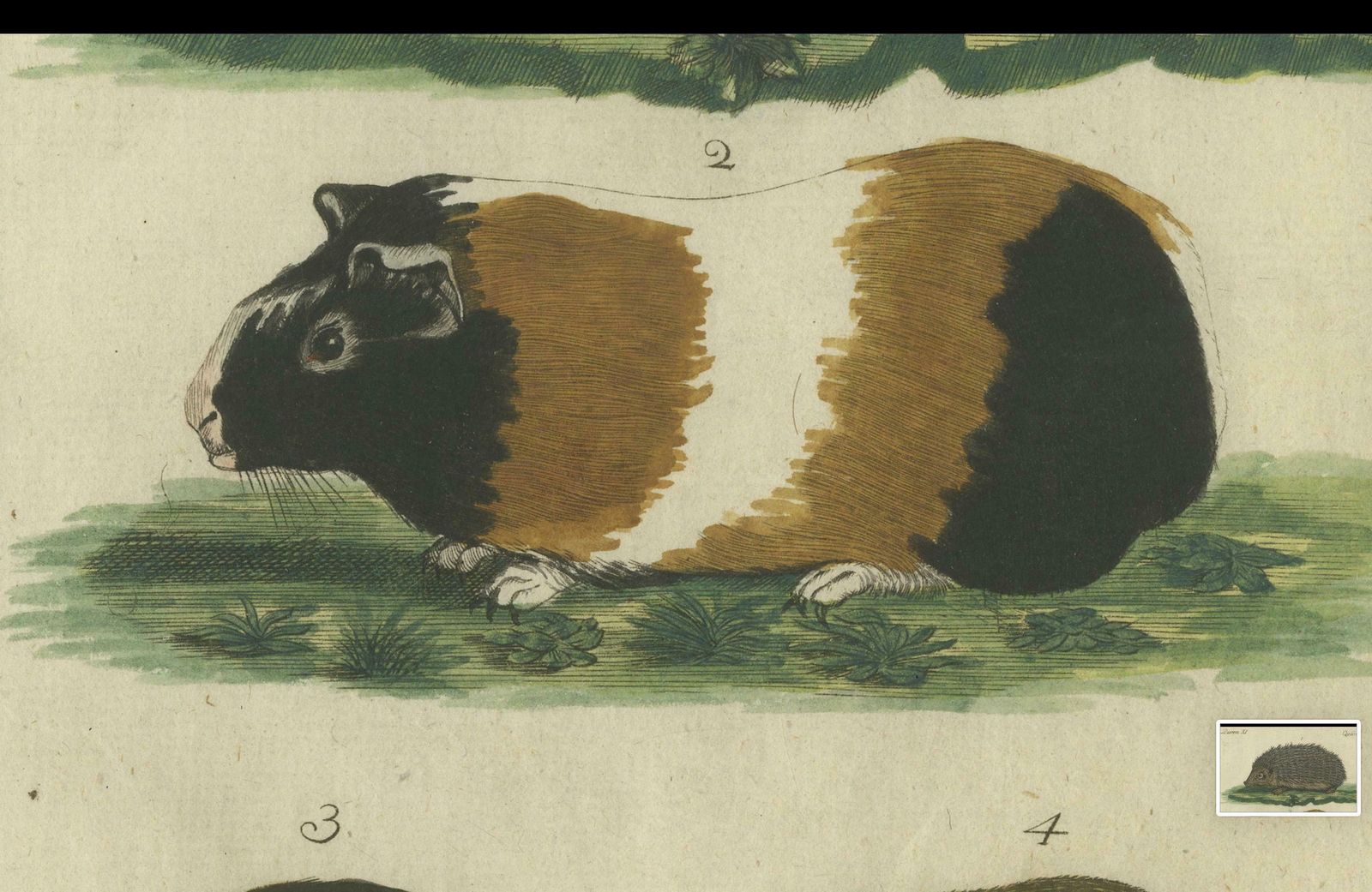 Hand Colored Antique Print Of A Hedgehog, Guinea Pig And Two Mice photo vintage