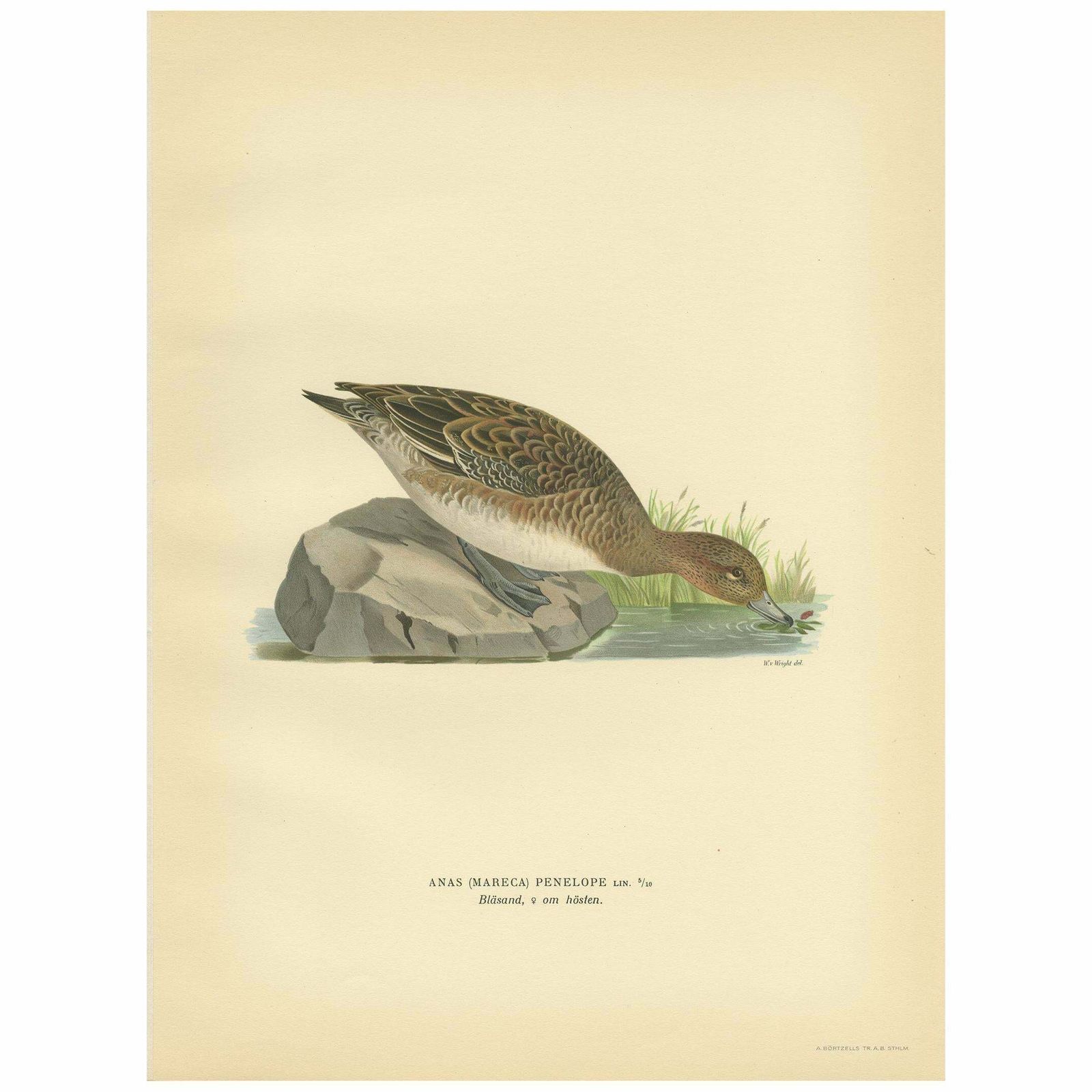 Antique Bird Print Of A Female Eurasian Wigeon, '1929'
