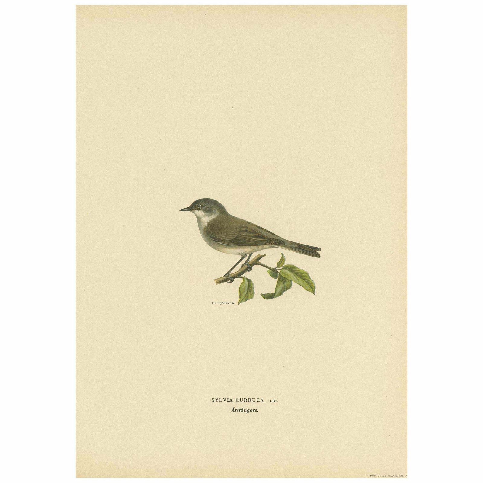 Antique Bird Print Of The Lesser Whitethroat By Von Wright '1927' £69.74 £87.1720% Off