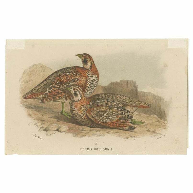 Antique Bird Print Of The Tibetan Partridge By Hume & Marshall, 1879