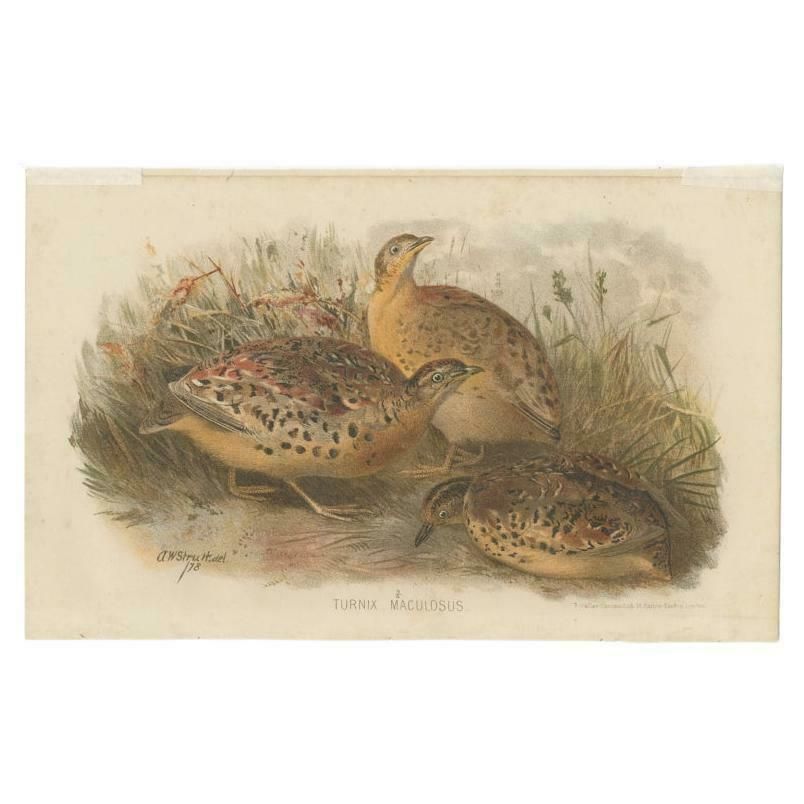 Antique Bird Print Of The Burmo Malayan Button Quail By Hume & Marshall, 1879