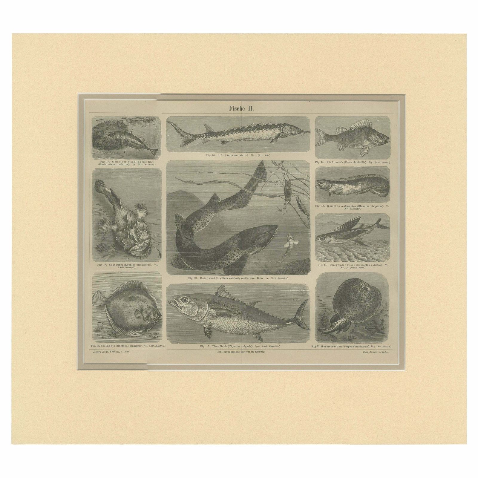 Antique Print Of Tuna And Other Fishes, C.1890'