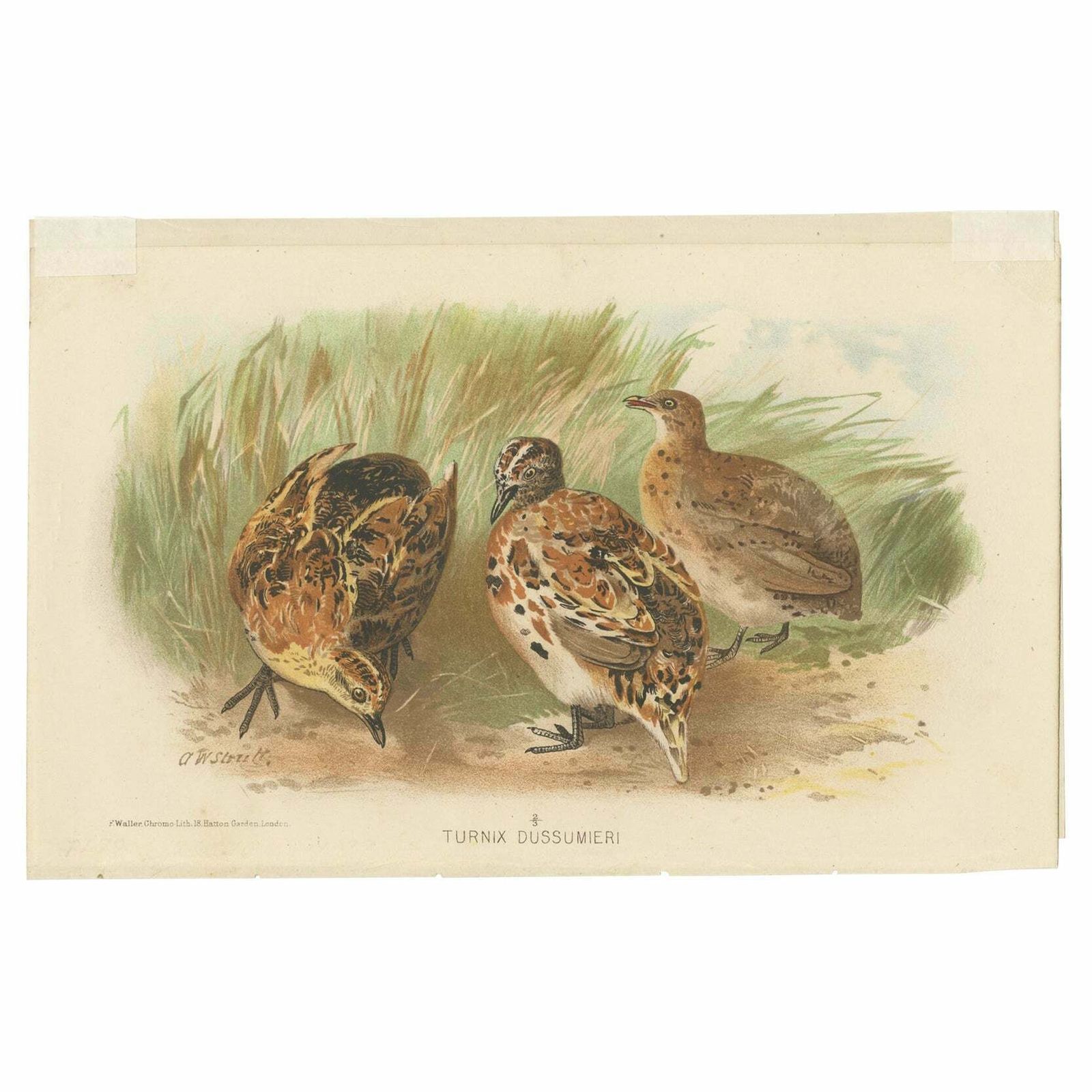 Antique Bird Print Of The Little Button Quail By Hume & Marshall, 1879