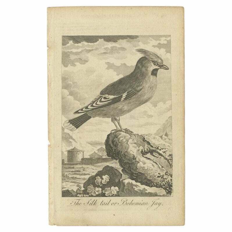 Antique Bird Print Of The Bohemian Waxwing, C.1800
