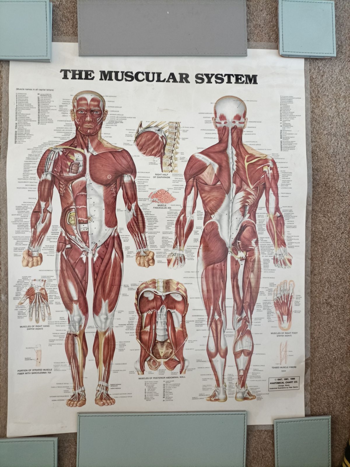 The  Muscular System  Wall Chart . By  The Anatomical Chart Company