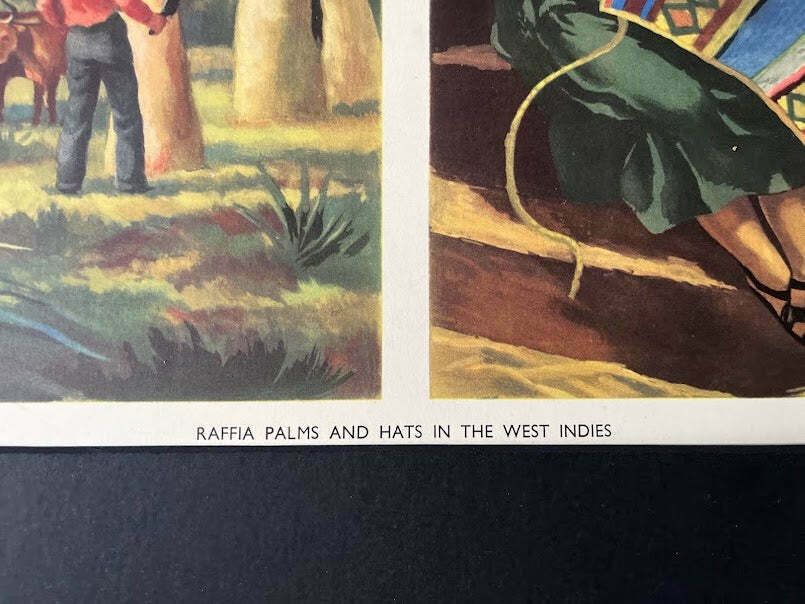 Vintage 1950s School Poster   Raffia Palms In The West Indies photo furniture