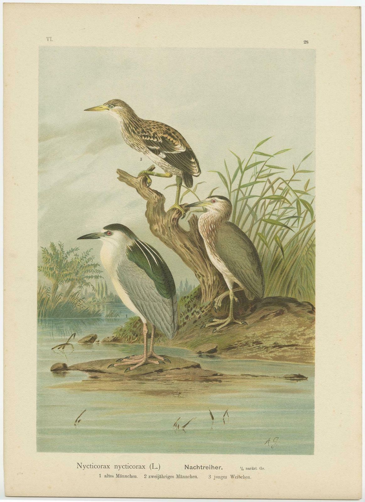 Antique Bird Print Of The Black Crowned Night Heron By Naumann, Circa 1895 photo Art