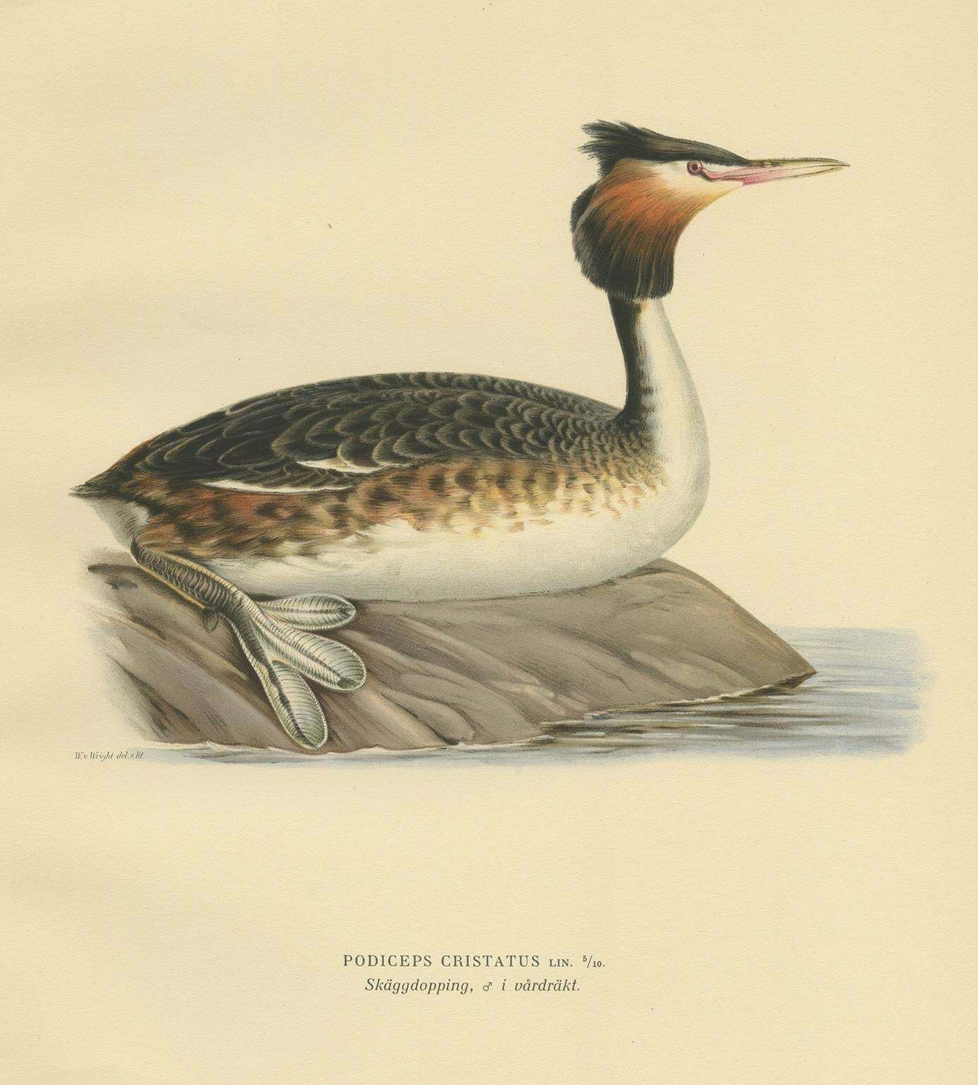 Antique Bird Print Of The Great Crested Grebe By Von Wright, '1929' photo for sale