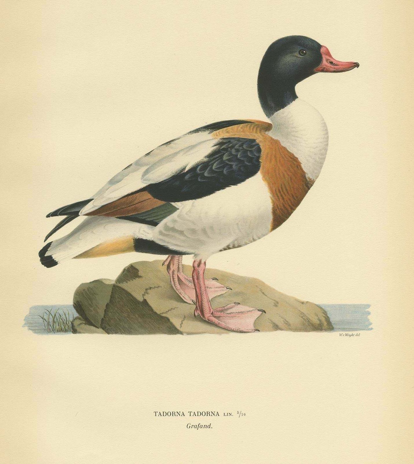 Antique Bird Print Of The Common Shelduck By Von Wright '1929' photo furniture
