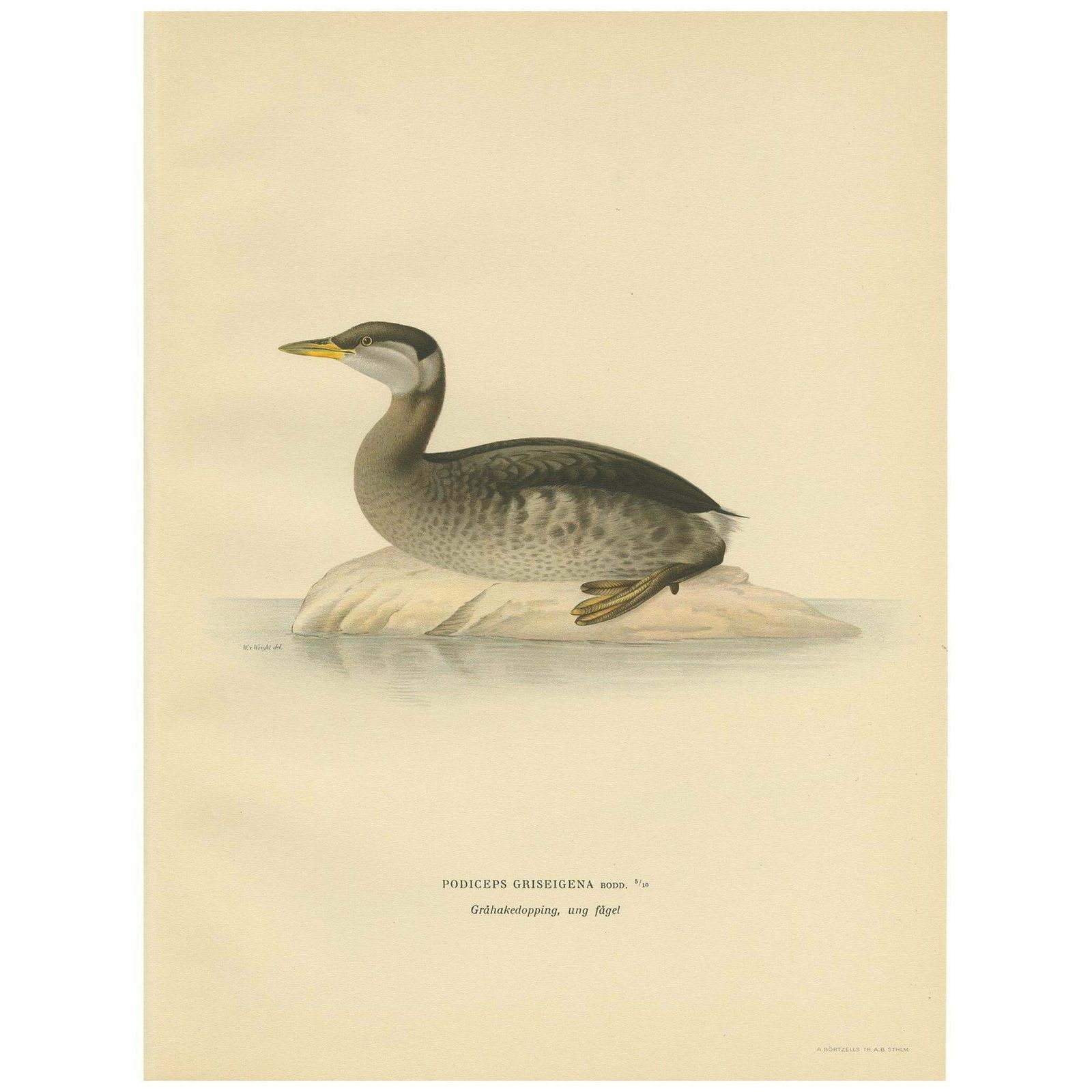 Antique Bird Print Of A Young Red Necked Grebe By Von Wright, 1929