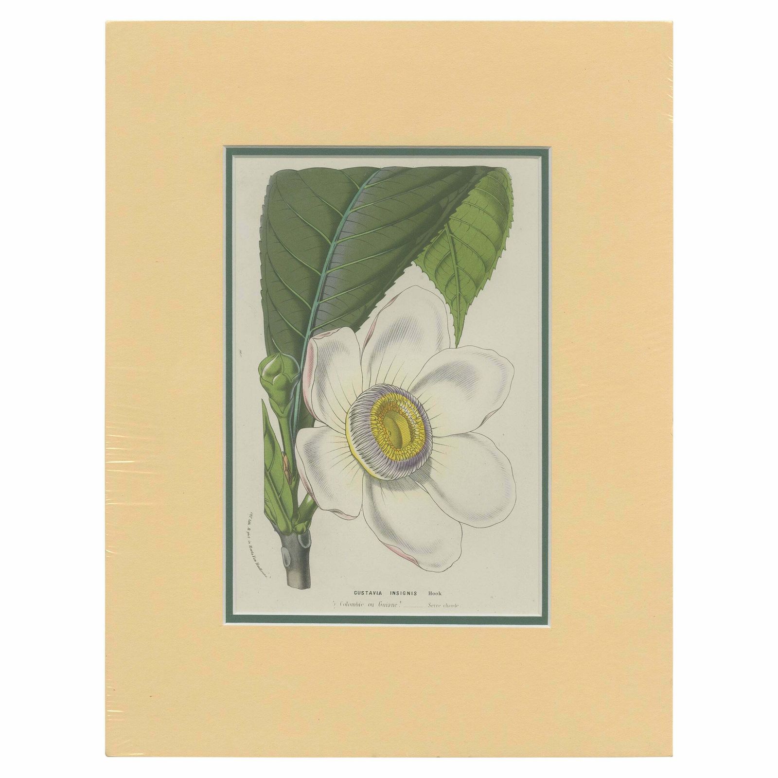 Antique Botany Print Of The Gustavia Insignis By Van Houtte 'C.1845'