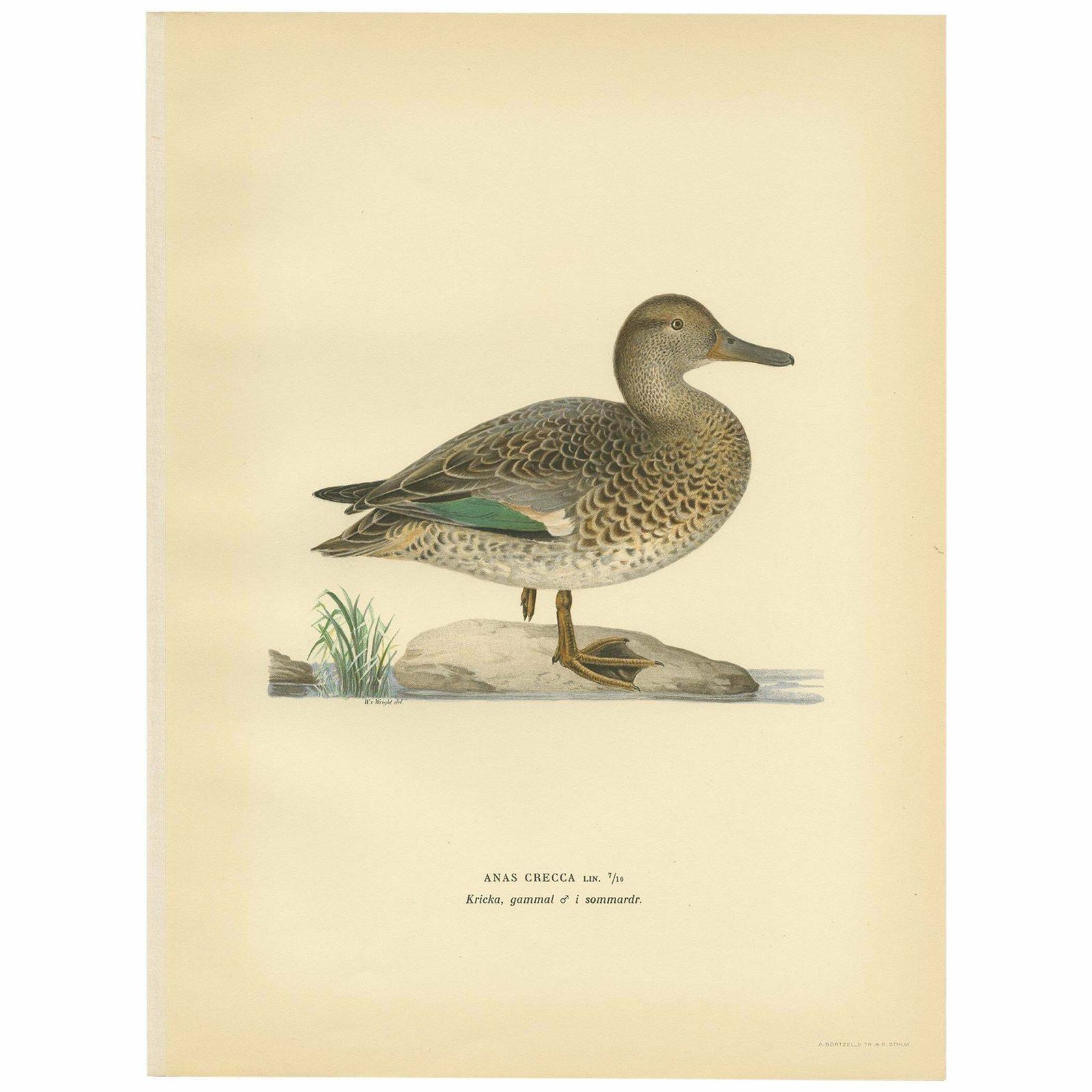 Antique Bird Print Of The European Teal By Von Wright '1929'