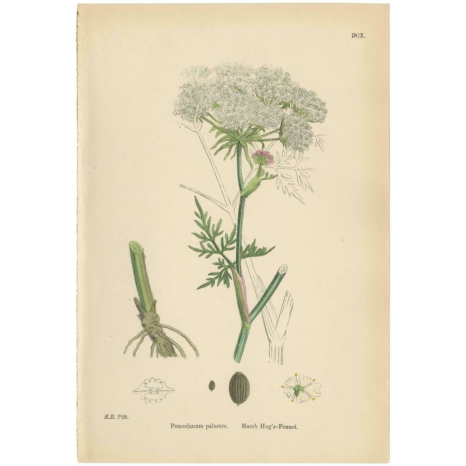 Antique Botany Print 'Marsh Hog's Fennel' By J. Sowerby, Circa 1860