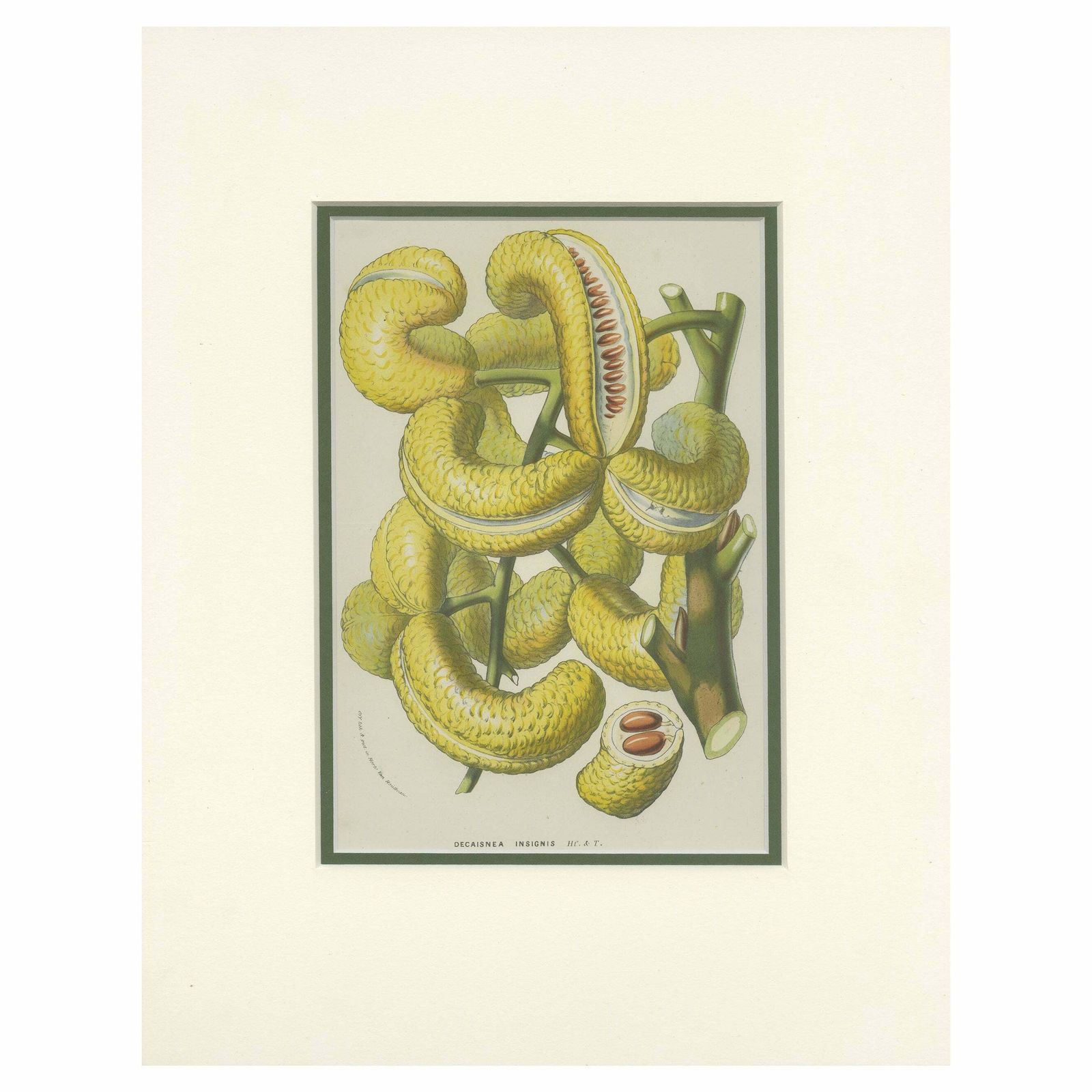 Antique Botany Print Of The Decaisnea By Van Houtte 'C.1845'