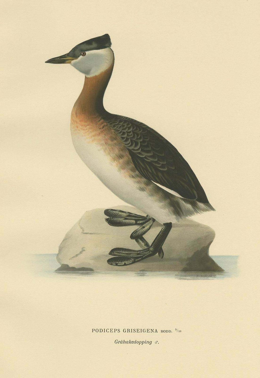 Antique Bird Print Of The Red Necked Grebe By Von Wright '1929' photo Art