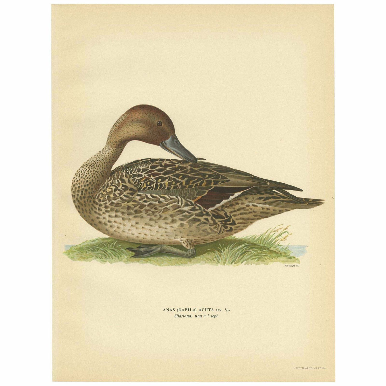 Antique Bird Print Of A Male Northern Pintail By Von Wright '1929'