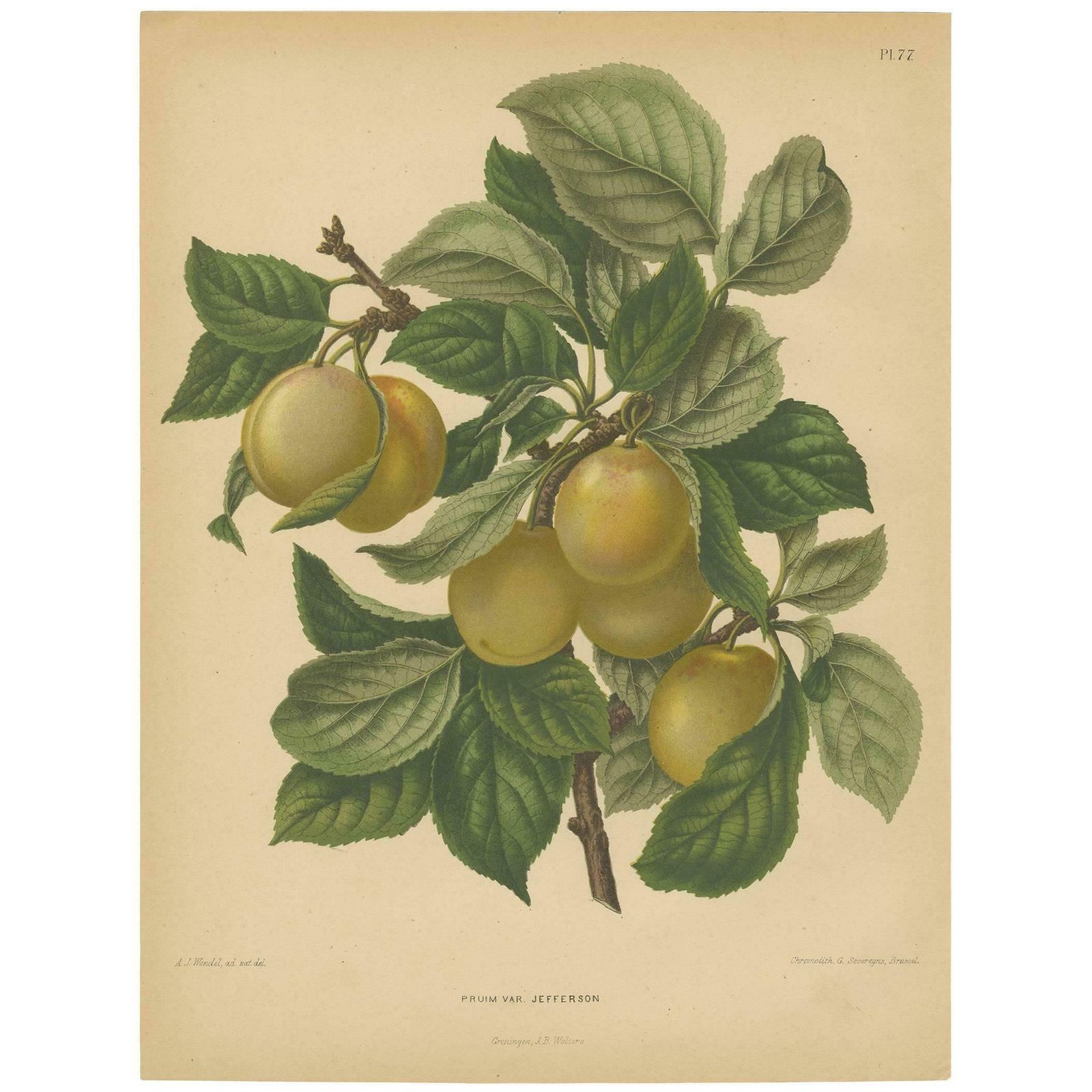 Antique Print Of A Jefferson Plum By G. Severeyns, 1876