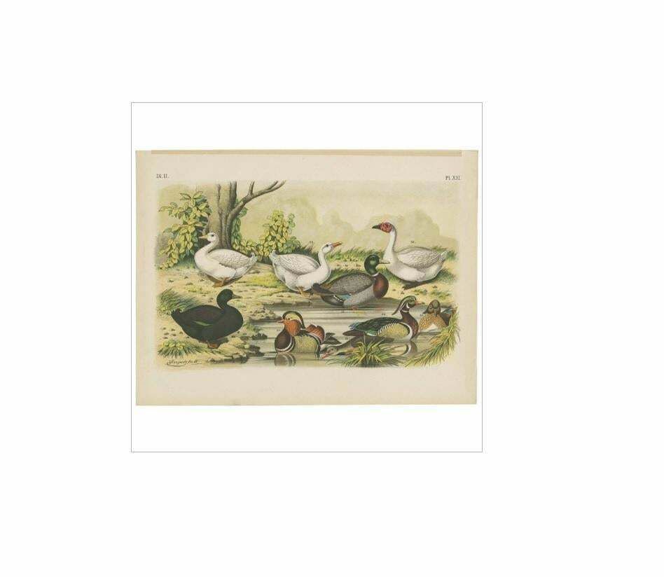 Antique Bird Print Of The Mandarin Duck, Mallard And Wild Duck (1886) photo for sale