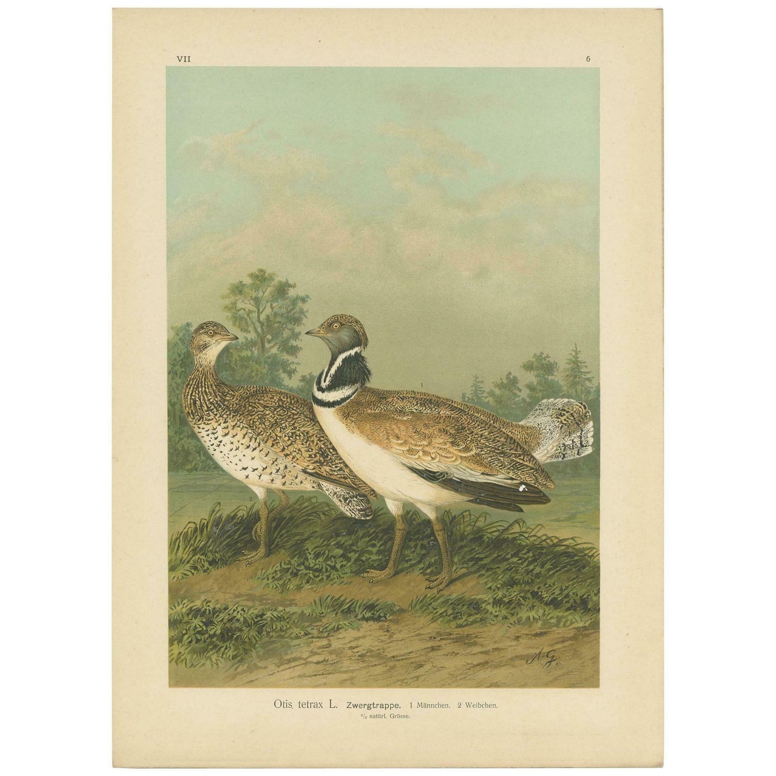Antique Bird Print Of The Little Bustard By Naumann, Circa 1895