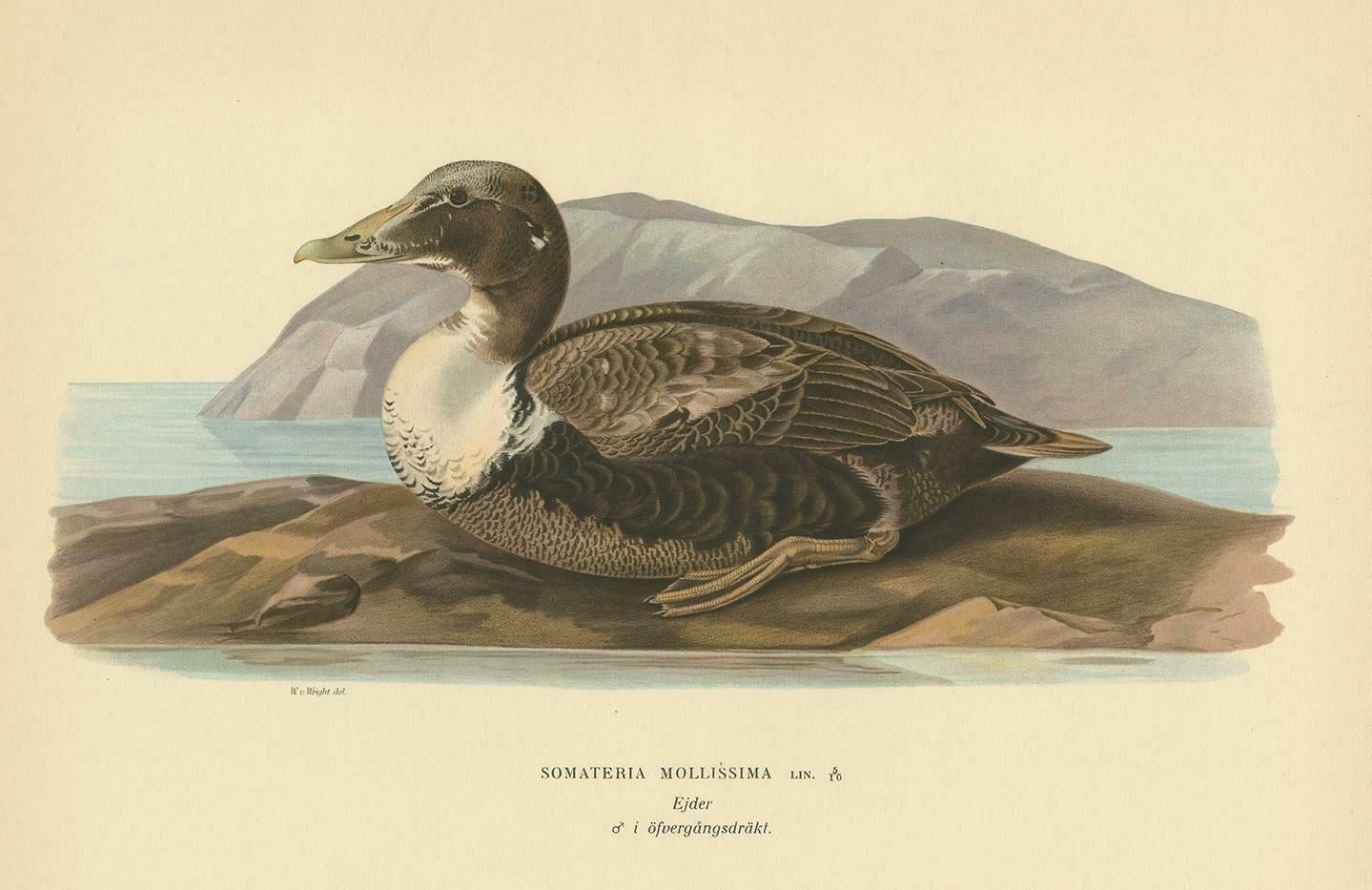 Antique Bird Print Of The Common Eider By Von Wright, 1929 photo Art