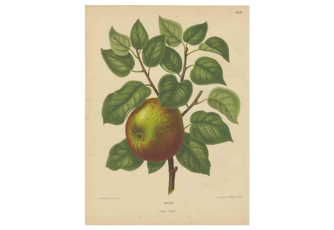 Antique Print Of A Cellini Apple By G. Severeyns, 1876 photo furniture