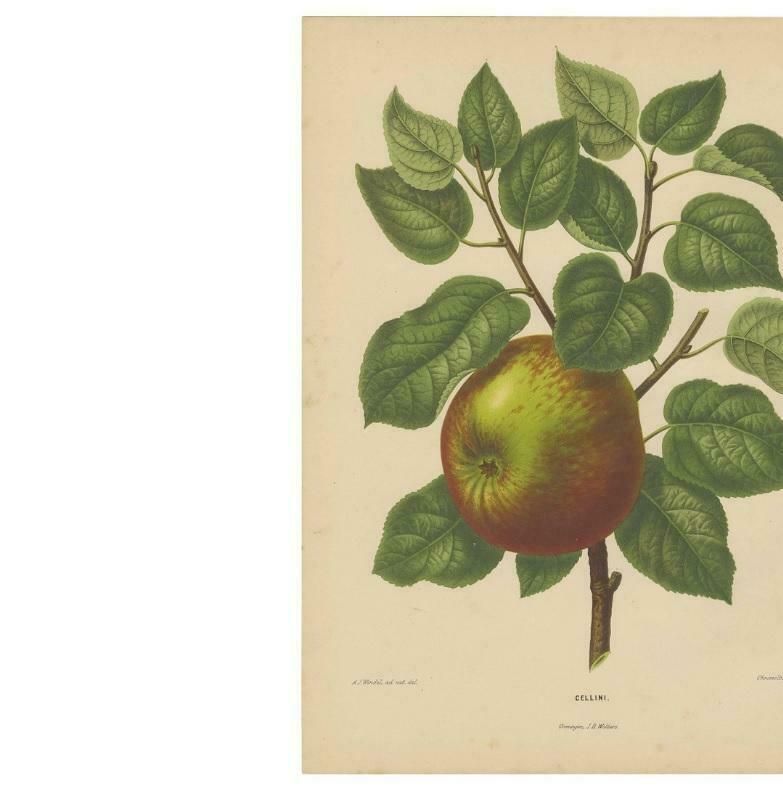 Antique Print Of A Cellini Apple By G. Severeyns, 1876 photo for sale