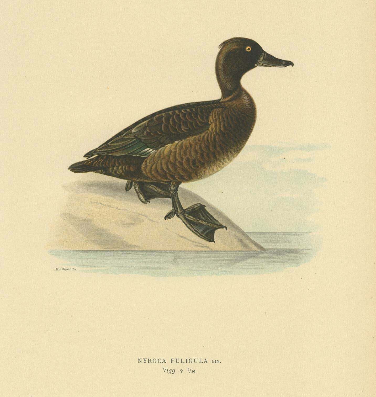 Antique Bird Print Of A Ferruginous Duck By Von Wright '1927' photo furniture