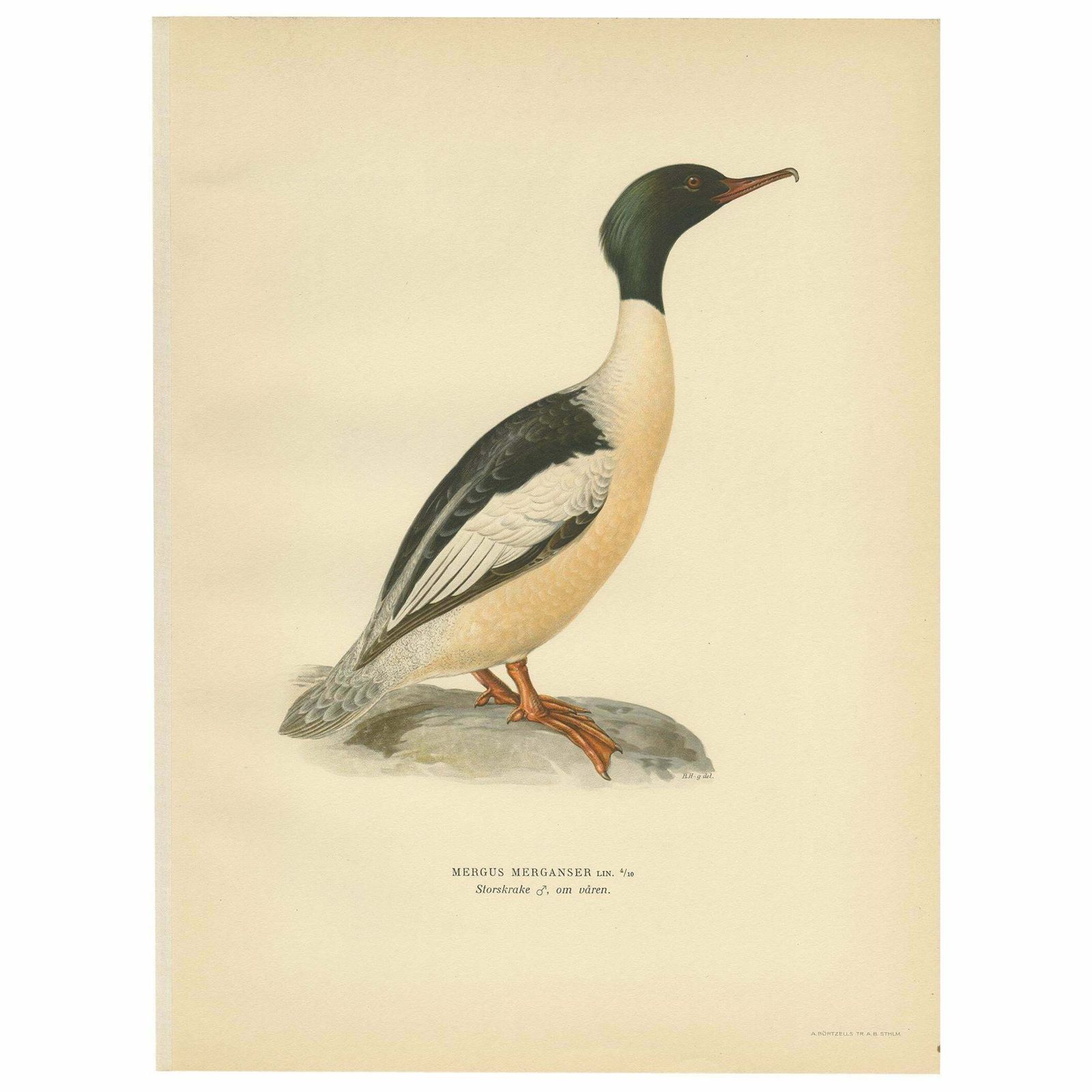 Antique Bird Print Of The Common Merganser By Von Wright '1929'