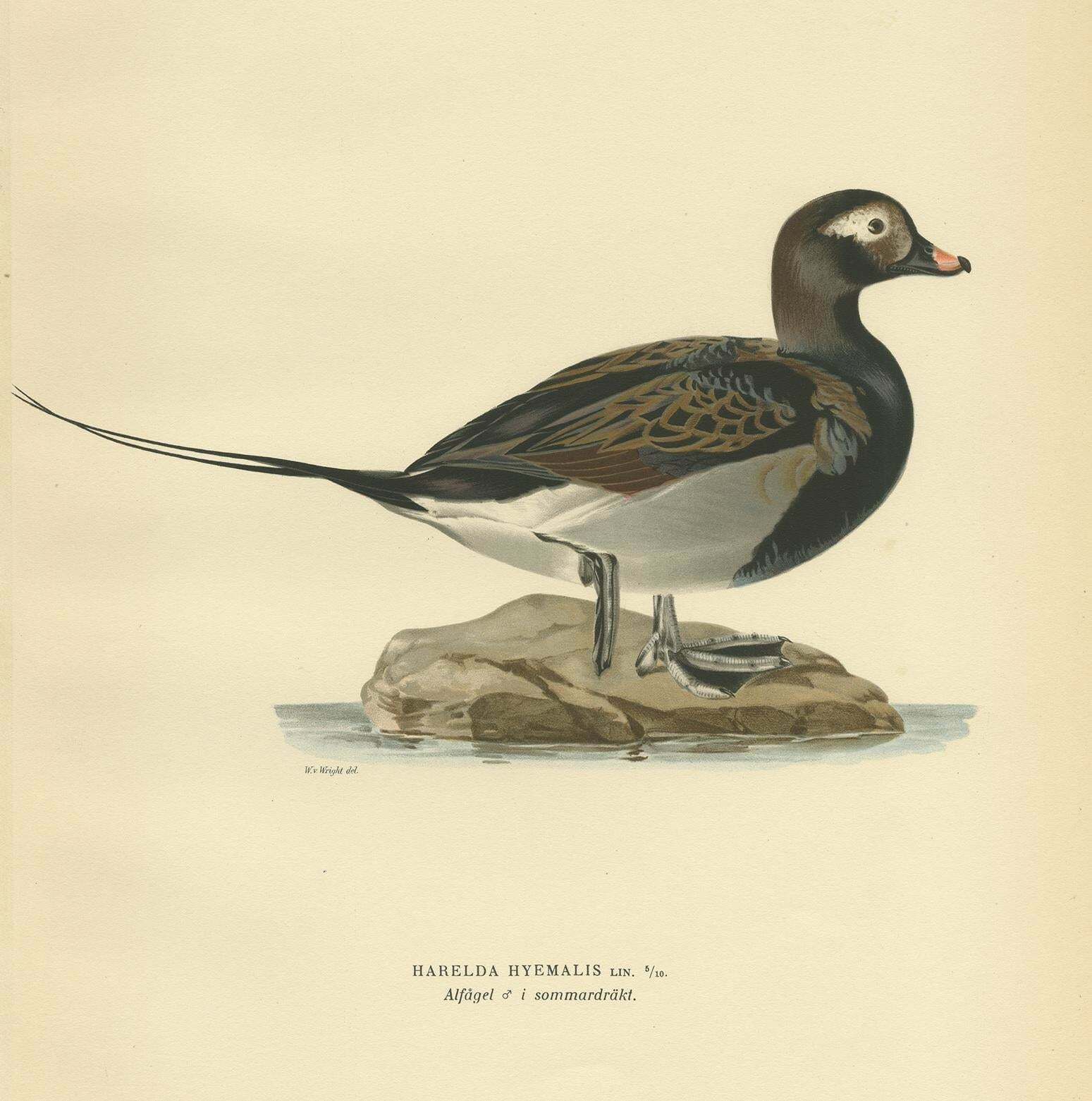 Antique Bird Print Of A Male Long Tailed Duck 'In Summer' By Von Wright '1929' photo for sale