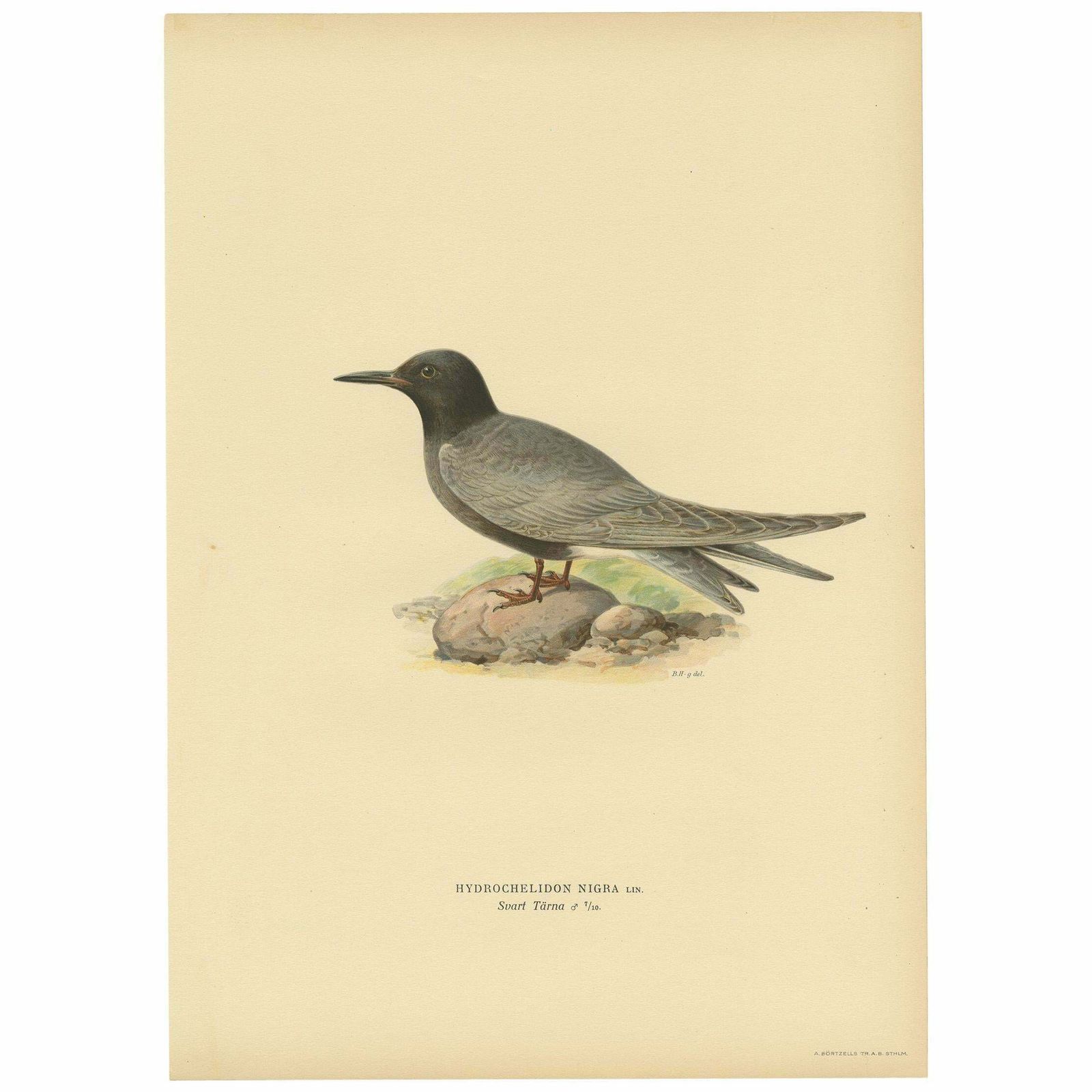 Antique Bird Print Of The Black Tern By Von Wright, 1917