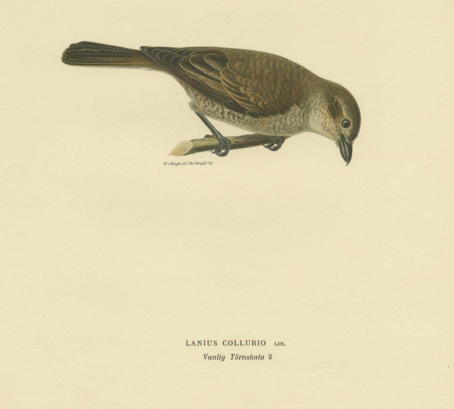Antique Bird Print Of The Red Backed Shrike By Von Wright '1927' photo furniture