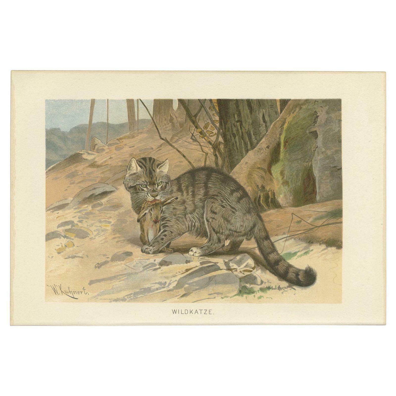 Antique Print Of A Wildcat By Brehm 'C.1890'