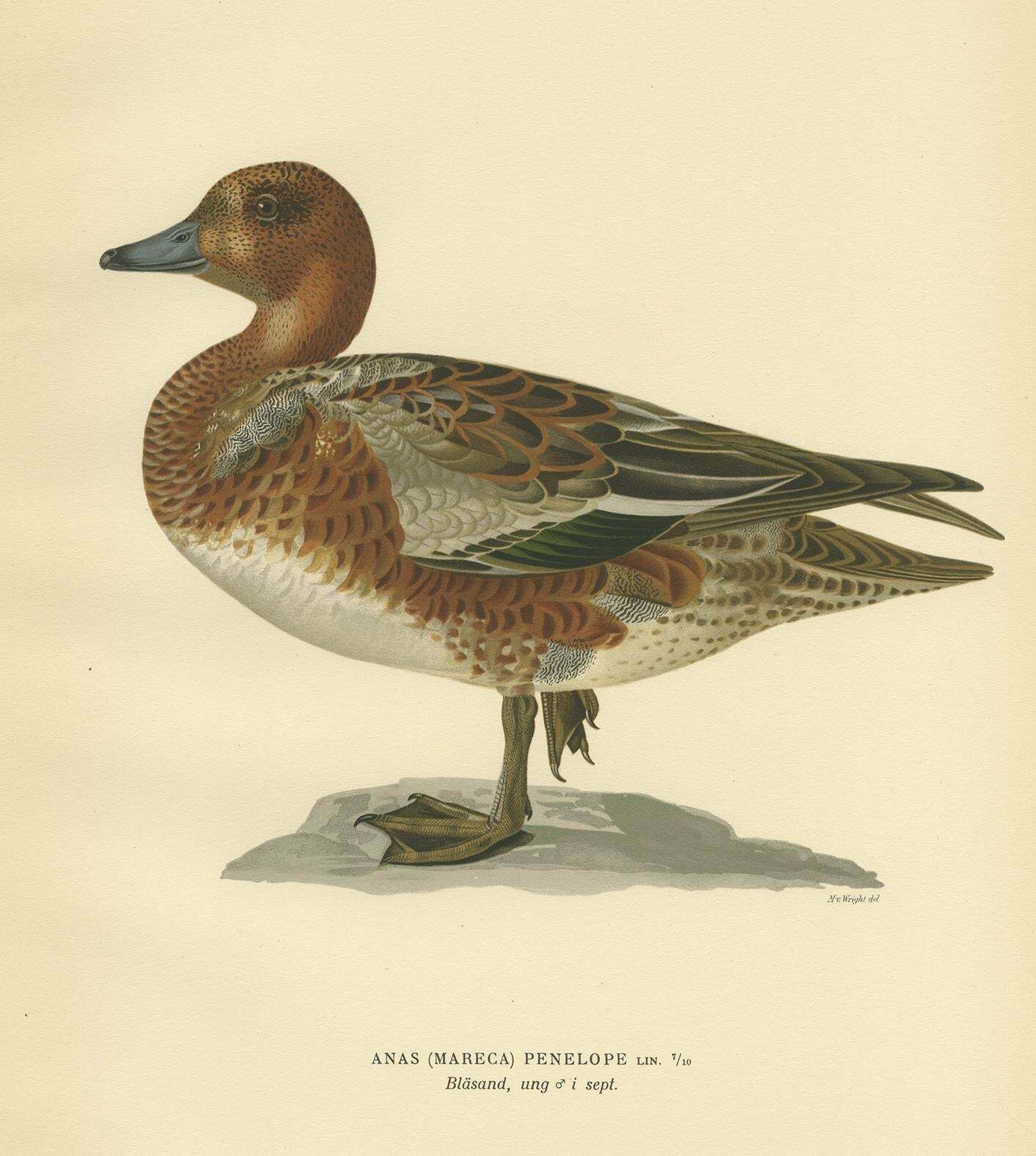Antique Bird Print Of A Young Eurasian Wigeon By Von Wright '1929' photo furniture