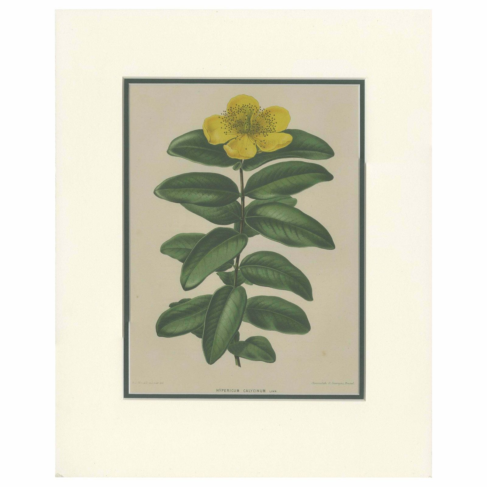 Antique Botany Print Of The Hypericum Calycinum By Severeyns 'C.1875'