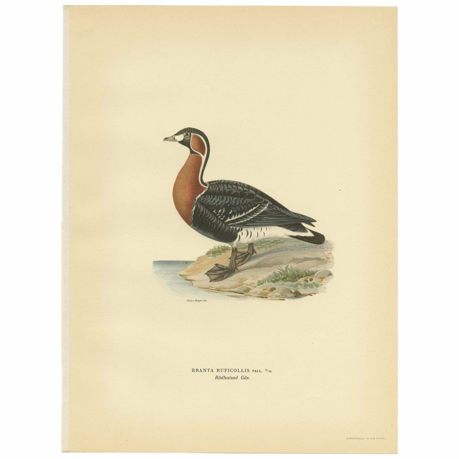 Antique Bird Print Of The Red Breasted Goose By Von Wright '1929'